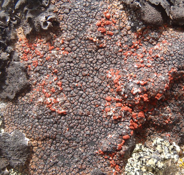 Caloplaca epithallina