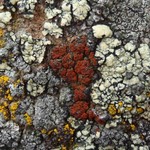 Caloplaca epithallina