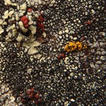 Caloplaca epithallina