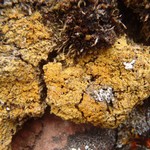 Caloplaca erichansenii