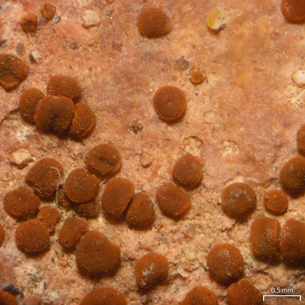 Caloplaca feracissima