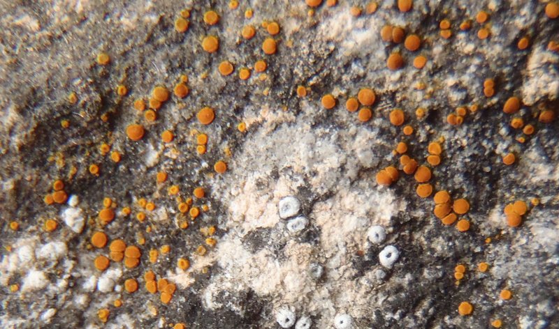 Caloplaca feracissima