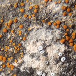 Caloplaca feracissima