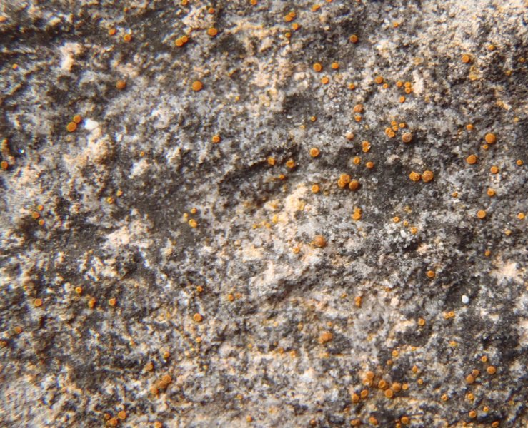 Caloplaca feracissima