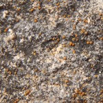 Caloplaca feracissima