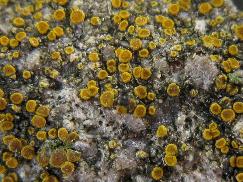 Caloplaca feracissima