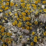Caloplaca feracissima
