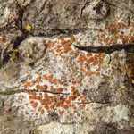Caloplaca ferruginea