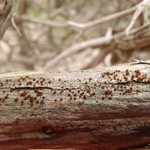 Caloplaca ferruginea