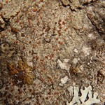 Caloplaca ferruginea