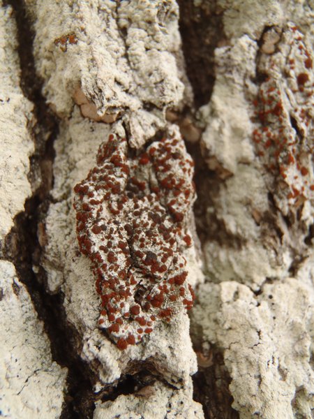 Caloplaca ferruginea