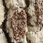 Caloplaca ferruginea
