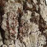 Caloplaca ferruginea