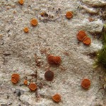 Caloplaca ferruginea