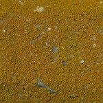 Caloplaca flavocitrina