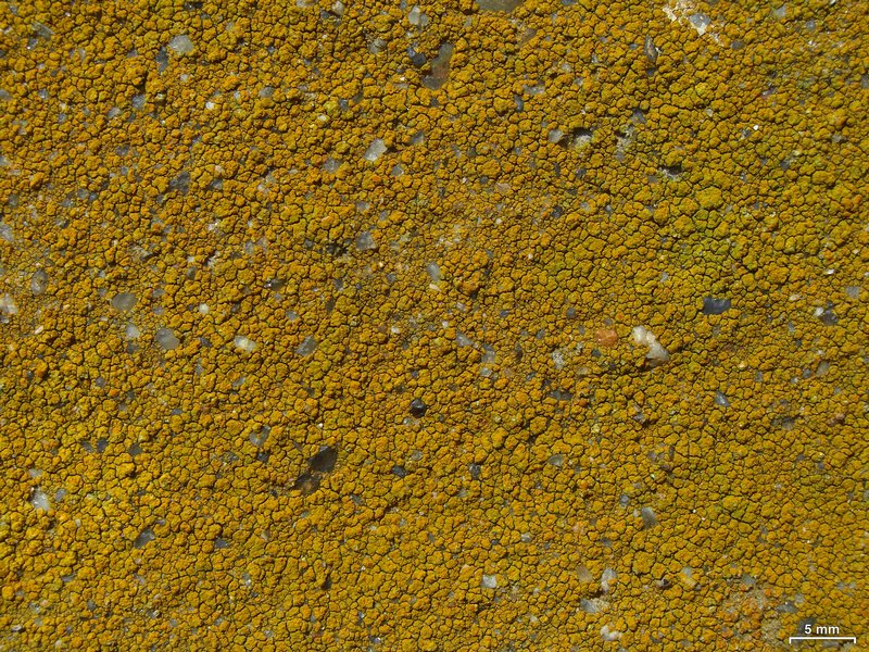 Caloplaca flavocitrina