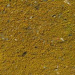 Caloplaca flavocitrina
