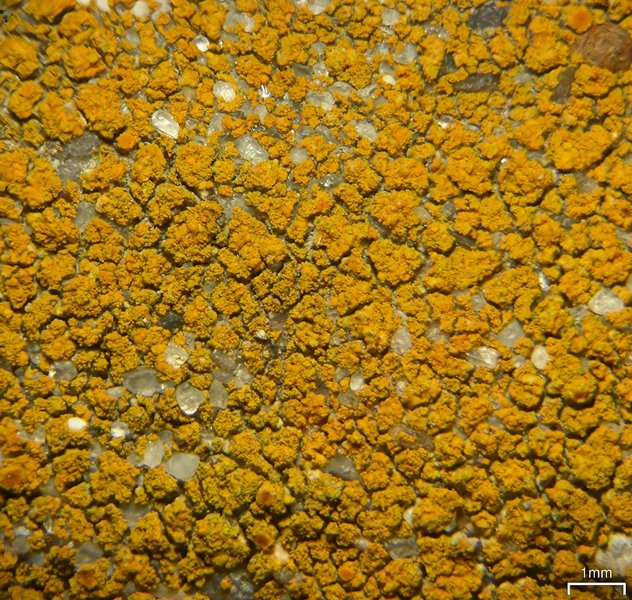 Caloplaca flavocitrina