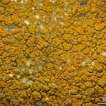 Caloplaca flavocitrina