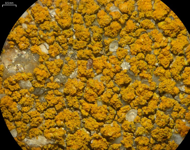 Caloplaca flavocitrina