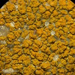 Caloplaca flavocitrina