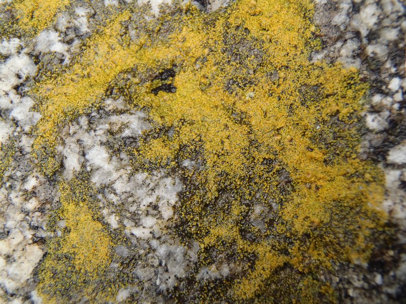 Caloplaca flavogranulosa