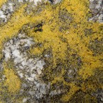 Caloplaca flavogranulosa