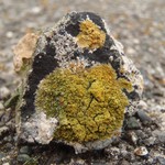 Caloplaca flavogranulosa