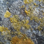 Caloplaca flavogranulosa