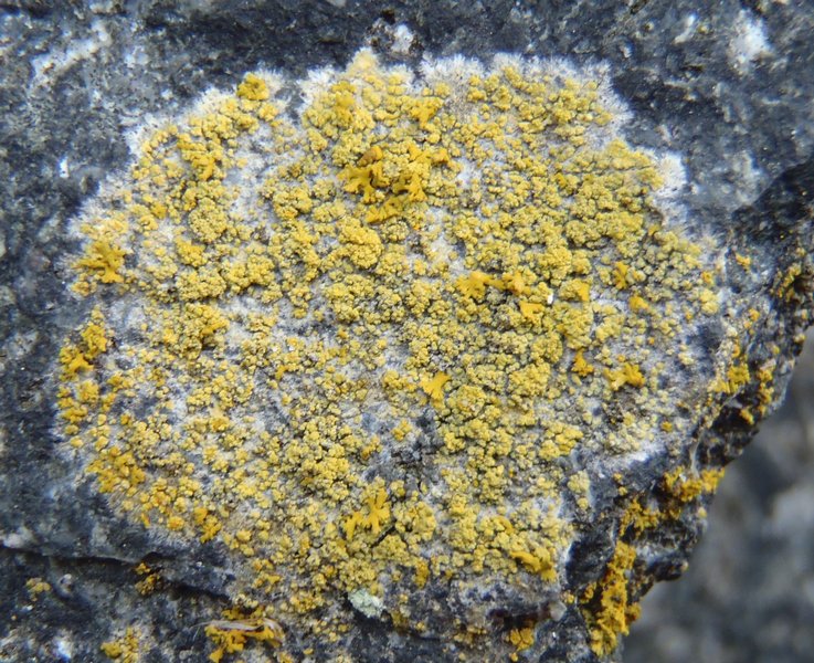 Caloplaca flavogranulosa