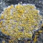 Caloplaca flavogranulosa