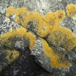 Caloplaca flavogranulosa