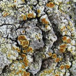 Caloplaca flavorubescens