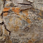 Caloplaca flavorubescens
