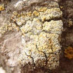 Caloplaca flavorubescens