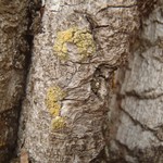Caloplaca flavorubescens