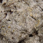 Caloplaca flavorubescens
