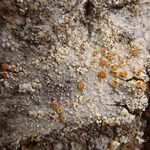 Caloplaca flavorubescens