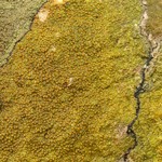 Caloplaca flavovirescens