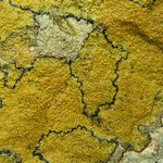Caloplaca flavovirescens