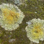 Caloplaca flavovirescens