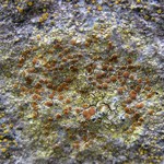 Caloplaca flavovirescens