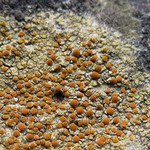 Caloplaca flavovirescens
