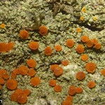 Caloplaca furfuracea