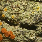 Caloplaca furfuracea