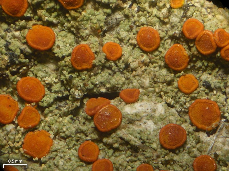 Caloplaca furfuracea