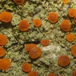 Caloplaca furfuracea