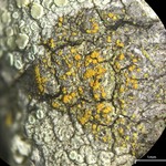 Caloplaca granularis