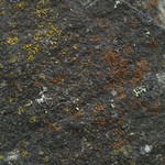 Caloplaca holocarpa
