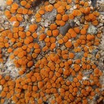 Caloplaca holocarpa